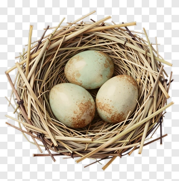 Bird Nest With Eggs PNG
