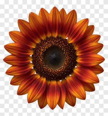 Sunflower PNG
