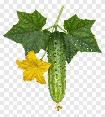 Fresh Cucumber With Leaf And Flower PNG