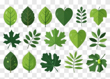 Variety Of Leaf Shapes PNG