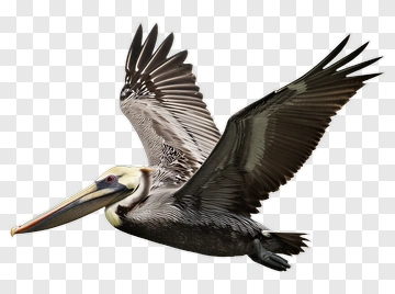 Pelican In Flight PNG
