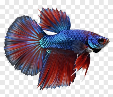 Betta Fish With Blue And Red Scales PNG