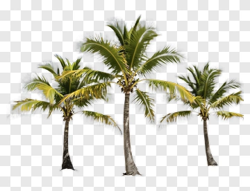 Three Palm Trees On Beach PNG