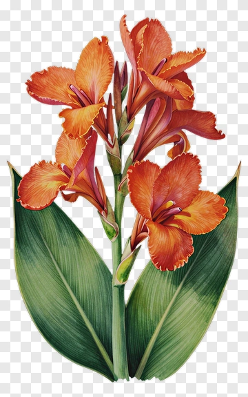 Orange Canna Flower With Green Leaves PNG