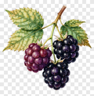Blackberry Cluster With Leaves PNG