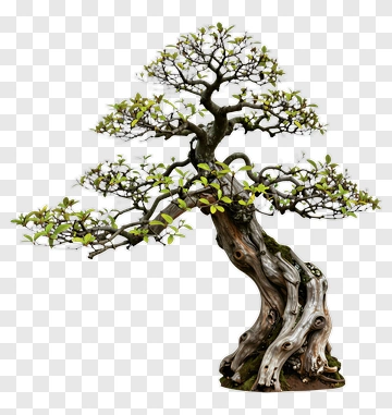 Banyan Tree Bonsai PNG