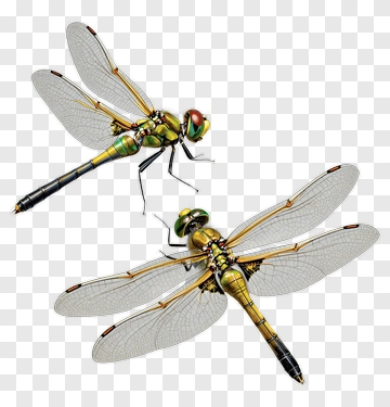 Two Dragonflies In Flight PNG