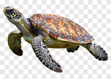 Sea Turtle PNG
