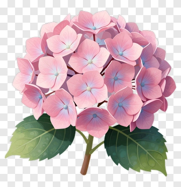 Pink Hydrangea Flower With Green Leaves PNG