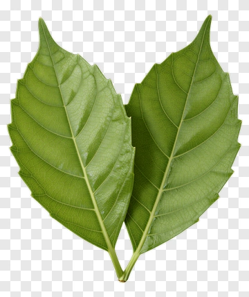 Two Green Leaves PNG