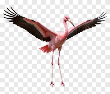 Pink Flamingo In Flight PNG