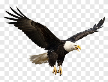 Eagle In Flight PNG