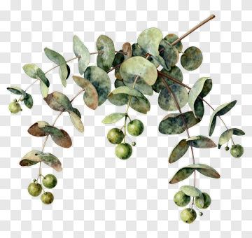 Eucalyptus Branch With Leaves And Berries PNG