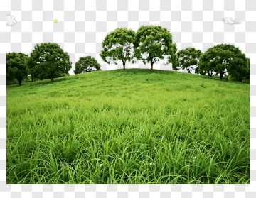 Green Grass And Trees On A Hill PNG