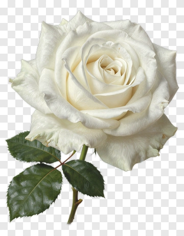 White Rose With Green Leaves PNG