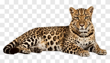 Leopard PNG