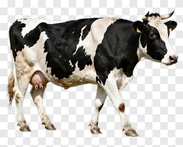 Black And White Cow PNG