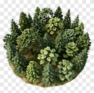 3D Forest Scene With Pine And Deciduous Trees PNG
