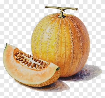 Watercolor Melon PNG