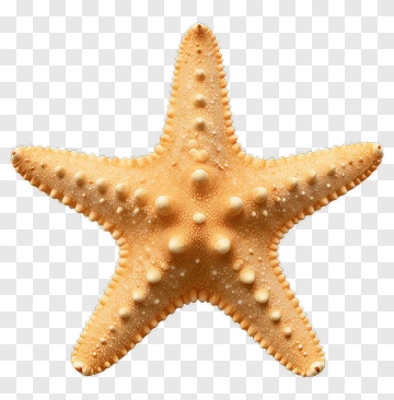Orange Starfish PNG