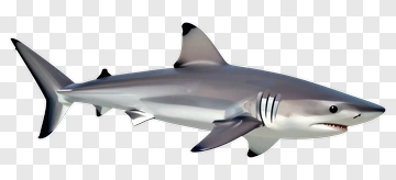 Shark PNG