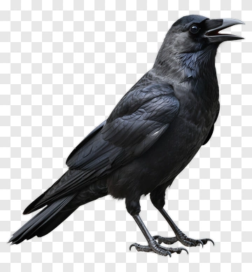 Black Crow Standing PNG