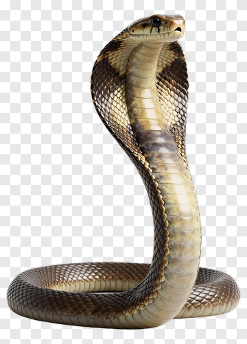 Cobra With Raised Hood PNG