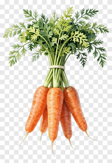 Fresh Carrot Bundle PNG