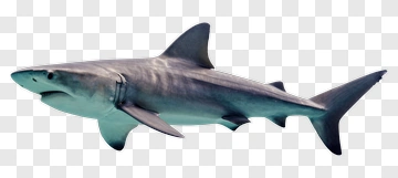 Shark PNG