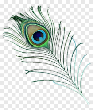 Peacock Feather PNG