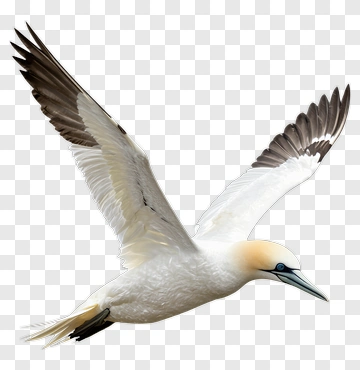 Seabird In Flight PNG