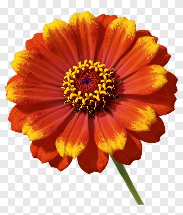 Vibrant Zinnia Flower With Water Droplets PNG