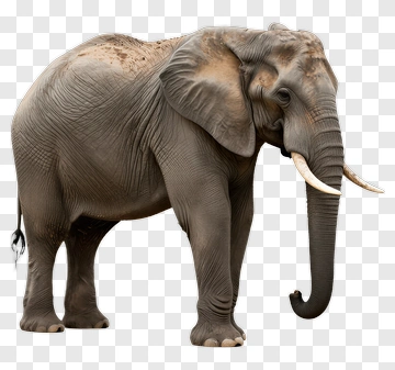 Elephant PNG