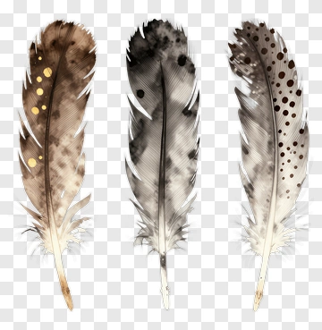 Three Feathers With Natural Patterns PNG