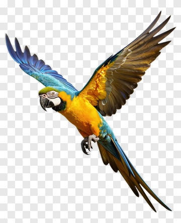 Blue Yellow Macaw In Flight PNG