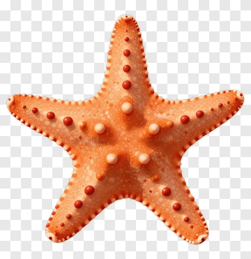Orange Starfish With Red And White Spots PNG