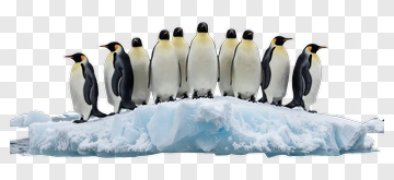 Emperor Penguins On Ice Floe PNG