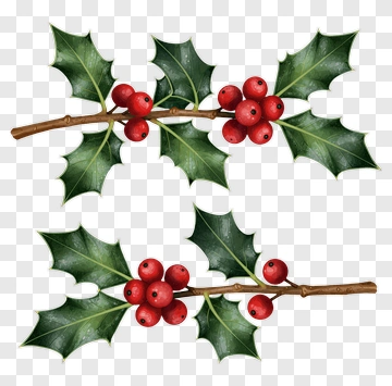 Holly Branch With Red Berries PNG