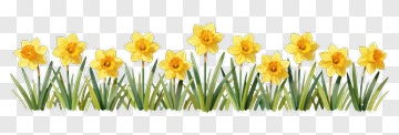 Watercolor Daffodils In A Row PNG