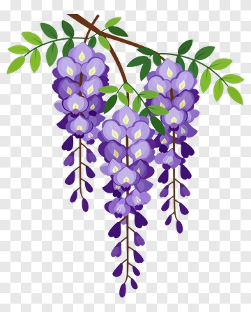 Wisteria Blossom Hanging Branch PNG