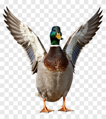 Mallard Duck With Spread Wings PNG