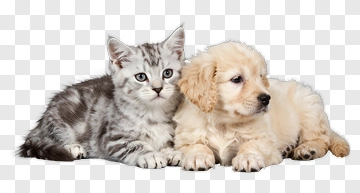 Silver Tabby Cat And Golden Retriever Puppy PNG