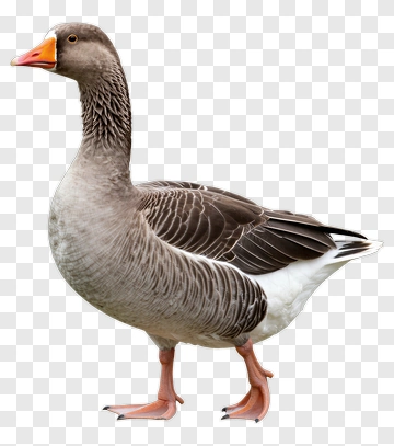 Realistic Goose PNG