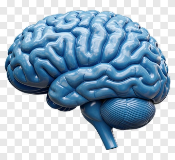 Blue Brain Model PNG