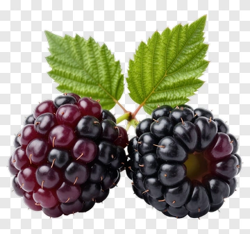 Fresh Blackberries With Green Leaves PNG
