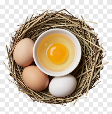 Eggs In A Nest PNG