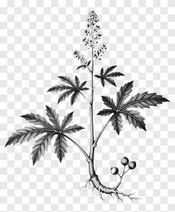Botanical Illustration Of A Plant PNG