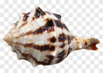Seashell With Brown Spots PNG