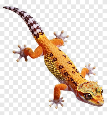 Orange Gecko With Patterned Tail PNG