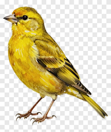 Yellow Finch Bird Illustration PNG